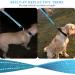Vivaglory Short Dog Leash - Traffic Training Leash for Medium & Large Dogs | 46cm Sea Blue - Buy Online on GoSupps.com