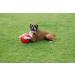Boomer Ball - Indestructible Dog Ball for Energetic Dogs | Durable & Waterproof | 25cm - Blue or Red - Buy Online on GoSupps.com