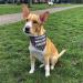 Dog Scarf with Custom Name | Printplanet Personalized Three-Line Text Scarf for Dogs - Size M - Buy Online on GoSupps.com