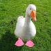 Huaxingda Gooses Flipper Breathable Lightweight Anti-slip Daily Booties | Foot Protection Non-slip Boots for Small Ducks Gooses Outdoor Duck Pink XL - Buy Online on GoSupps.com