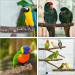 Bird Cage Accessories - 5-Part Set of Bird Toys Swing & Wood Seat Sticks for Parrots - Buy Online on GoSupps.com