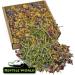 Reptile World Forage Tray 100% Natural botanical enrichment for Tortoises | Healthy Tortoise Treat (Flower Mix) - Buy Online on GoSupps.com