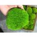 Prefleur Preserved Pole Moss Pillow Bun Cushion Natural Green Decorative Real Natural Green DIY Kit Terrariums Gardenning Art Wall Decor Florist Decor Easter Table Wedding(1.5 sq.ft, Green-B) 1.5 sq.ft. Green-B