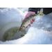 Shakespeare Ugly Stik GX2 Ice Fishing Rod 30 - Medium Heavy | Durable Rod for Ice Fishing - Buy Online on GoSupps.com