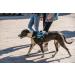 K9 Powerharness XL/2 Aquamarine - Durable & Comfortable Dog Harness for All Sizes | International Shipping Available - Buy Online on GoSupps.com