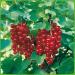 Redcurrant 'Jonkeer van Tets ' bush - In container Jonkheer van Tets