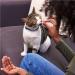 TEMPTATIONS Classic Crunchy and Soft Cat Treats Blissful Catnip - Multiple Sizes - 3oz (12 Pack) - Buy Online on GoSupps.com