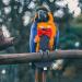 UKCOCO Bird Diaper:Bird Flight Suit Diaper Parrots Nappy with Waterproof Inner Washable Bird Diaper for Parakeet Parrot 17x9cm - Buy Online on GoSupps.com