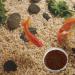 Patelai 3 Piece Glass Aquarium Shrimp Feeding Dish Set - Buy Online on GoSupps.com