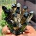 Natural Crystal Rough Crystals 1pc Black Phantom Quartz Crystal Cluster (Size : 1100-1200g) - Buy Online on GoSupps.com