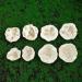 CIMWJOPS Natural Crystal White Agate Druzy Cave Crystal Geode Stone Raw Crystal Cluster 100-150g 1pair - Buy Online on GoSupps.com