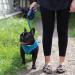 AllPetSolutions Retractable Dog Lead - 8m Extension Leash with Anti-Slip Brake, Anti-Twist Lobster Clip, Soft Grip Handle - For Small, Medium, Large Pets - Black - Buy Online on GoSupps.com