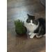 Organic UK Grown Cat Grass Seeds 150g - Indoor and Outdoor Use for Cats - Buy Online on GoSupps.com