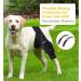 Dog Pet Knee Brace for Support with Cruciate Ligament Injury Joint Pain and Muscle Sore Better Recovery with Dog ACL Knee Brace Adjustable Rear Leg Braces for Dogs Knee Brace (Large) - Buy Online on GoSupps.com