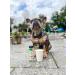 Meaty Bubbles Flavoured Bubbles for Pets (Puppachino Flavour) - Buy Online on GoSupps.com