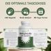 Buy NEW Artichoke Extract - 240 Vegan Capsules with 67.5 mg Cynarin per Dose - High Potency 5% Cynarin 80 Days Supply - Made in Germany - Ship Internationally - Buy Online on GoSupps.com