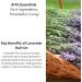 AIYE Essentials Pure Lavender Roll-On 100% Pure Essential Oil 0.34 oz Portable Wellness for Sleep and Relaxation with Easy Application - Buy Online on GoSupps.com