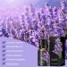 Buy Lavender Oil for Aromatherapy - Essential Oil for Skin & Massage - Travel Size 10ml - Buy Online on GoSupps.com