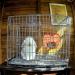 Rabbit Hay Feeder Guinea Pig Hay Rack Manger Holder Hanging Feeding Storage Made of Oxford Cloth For Rabbits Guinea Pigs Ferrets and Other Small Animals (Orange) - Buy Online on GoSupps.com