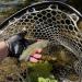 Riverruns Fingerless Sun Fishing Gloves - UPF50+ Lightweight & Breathable for Men - CamoBlue Small - Buy Online on GoSupps.com