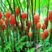Shampoo Ginger Lily Plant Rhizomes - Red Pinecone Ginger Roots (5 Pack) - Buy Online on GoSupps.com