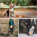 Tokayife Foldable Dog Bowl - 2-in-1 Travel Water & Food Bowl with Carabiners - Double Bowl Design in Orange - Perfect for Indoor & Outdoor Use - Buy Online on GoSupps.com