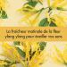 Love Beauty & Planet D odorant Femme Vegan Bille Energie Extrait Naturel d'Ylang Ylang et Huile de Coco Bio Certifi Vegan 50ml-Lot de 3 - Buy Online on GoSupps.com