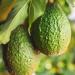 Naissance Organic Avocado Oil 900ml - Cold-Pressed for Hair Skin Cosmetics & Massage | Premium Quality - Buy Online on GoSupps.com