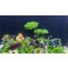Begondis 25-Piece Plastic Aquarium Plant Tree Set | Artificial Aquatic Plants & Flowers for Fish Tank Decorations - Buy Online on GoSupps.com