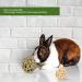 Organic Apple Wood Chew Toys for Hamsters, Rabbits, Chinchillas, Guinea Pigs, Rats & Birds - 13PCS - Buy Online on GoSupps.com