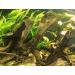 TM Aquatix MANGROVE AQUARIUM WOOD ROOT (x1) - SIZE 15-20cm - (IWAGUMI AQUASCAPING BOGWOOD DRIFTWOOD) - Buy Online on GoSupps.com