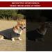 Kelivol Fear Coat for Dogs - Soothing Vest for Fireworks & Thunderstorm Anxiety (XS Dark Gray) | Comfort Your Pet - Buy Online on GoSupps.com