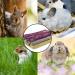 Hutvd Rabbit Cheese Stuff + Dental Care Chewing Toys for Small Animals | Natural Rose Marigold & Forget-Me-Not Sticks for Hamsters Guinea Pigs & Chinchillas - Buy Online on GoSupps.com