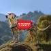 Buy HOLLP Training Dog Jacket Vest - Medium Safety Vest for Dog Walking & Training - Comfortable & Durable - Buy Online on GoSupps.com