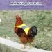 Vehipa 3 Pcs Reflective Chicken Vest Set - Adjustable Harness for Poultry - Feather Protection for Hen, Geese, Duck - Buy Online on GoSupps.com