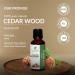 Cedarwood (Cedar) Oil 100% Pure Undiluted Natural Uncut Therapeutic Grade Steam Distilled Essential Oils for Skin Hair and Aromatherapy 500ML - Buy Online on GoSupps.com