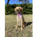 Lionet Paws Dog Bandana - Pink Checkered Headscarf for Small Medium & Large Dogs (Triangular Scarf Pack of 1) - International Shipping Available - Buy Online on GoSupps.com