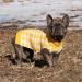 CuteBone Turtleneck Dog Sweater - Small/Medium Yellow Houndstooth Pet Winter Clothes - Buy Online on GoSupps.com