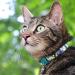 Kittyrama Botanical Cat Collars - Hypoallergenic Quick Release Veterinarian Approved - Award-Winning Comfort for Cats & Kittens - Buy Online on GoSupps.com