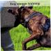 Yoyakie Dog Bite Sleeves Dog Training Sleeves Nylon Bite Resistant Space Saving Dog Bite Sleeves Dog Training Arm Sleeve Professional Interactive Bite Protection Sleeve for Dogs - Buy Online on GoSupps.com