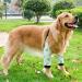 Dog Elbow Brace Washable and Reusable Pet Elbow Brace Protector Prevent Wound Dog Brace Front Leg Soft Thickened Polyester Cotton Pet Leg Brace (XL) - Buy Online on GoSupps.com