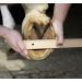 HKM Hoof Shoes for Horses | Non-Slip Soft Upholstery Shock Absorbing | Durable Black Horse Shoes - Size 00 - Buy Online on GoSupps.com