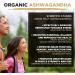 MySuperfoods Organic Ashwagandha Powder 500g | Rich in Vitamin B6 & B12 | 100% Pure & Natural | Pack of 1 - Buy Online on GoSupps.com