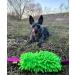 Dingo MOP 60cm Dog Toy - Multicolored Two Handle Agility & Training Toy for Dogs | Perfect for Apport Motivation Games - Buy Online on GoSupps.com