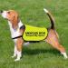 Anxious Dog Respect My Space Dog Jacket Vest Alert Slogan Warning Vest Rescue Dogs Anxious Dogs Gift (ANXIOUS space Large) ANXIOUS space L EU - Buy Online on GoSupps.com