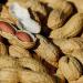 The Amish Eco-Farm Raw Peanuts in Shell Fancy 2.5 lbs. - Ideal for Boiling, Squirrels, and Birds - Buy Online on GoSupps.com