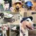 Pawaboo Hunde Baseballm tze Verstellbare Basecap f r Sonnenschutz mit Ohrl chern f r Welpen & Haustiere Lila Gr ße L - Buy Online on GoSupps.com