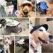 Pawaboo Dog Baseball Cap - Adjustable Sun Protection Hat with Ear Holes for Puppies & Pets | Yellow M - Buy Online on GoSupps.com