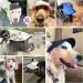 Pawaboo X-Large Dog Baseball Cap - Adjustable Sun Protection Hat with Ear Holes for Puppies - Red Pet Accessory - Buy Online on GoSupps.com