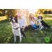Belisy Ticks Bach Flowers for Dogs & Cats - Alcohol-Free Special Flower Mixture with Grapefruit Extract - 10g - Buy Online on GoSupps.com